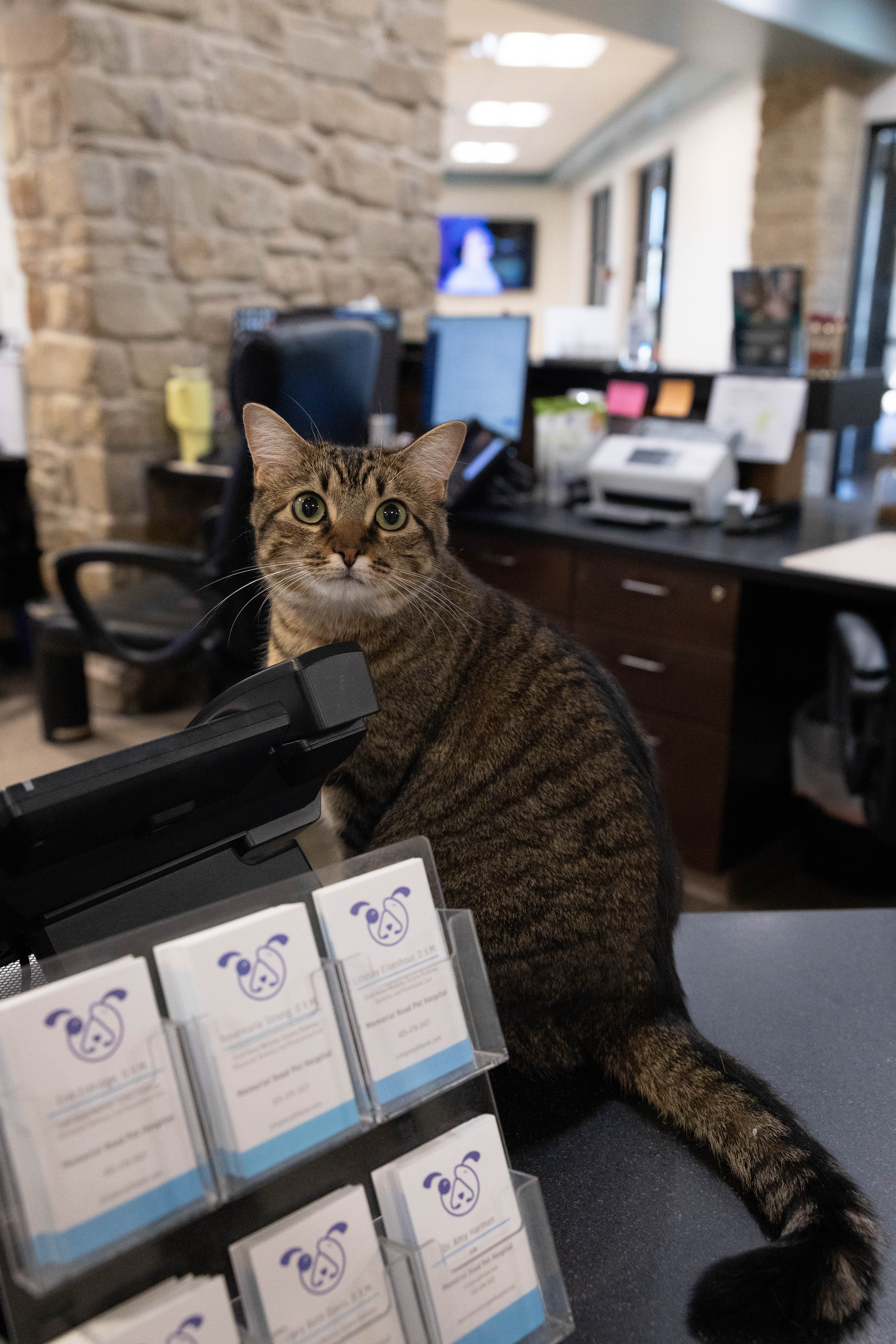 Hospital Cat Sitting on Reception Desk