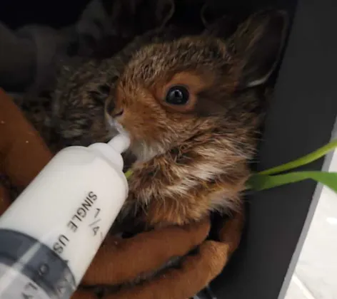 A squirrel being bottle fed A squirrel being bottle fed