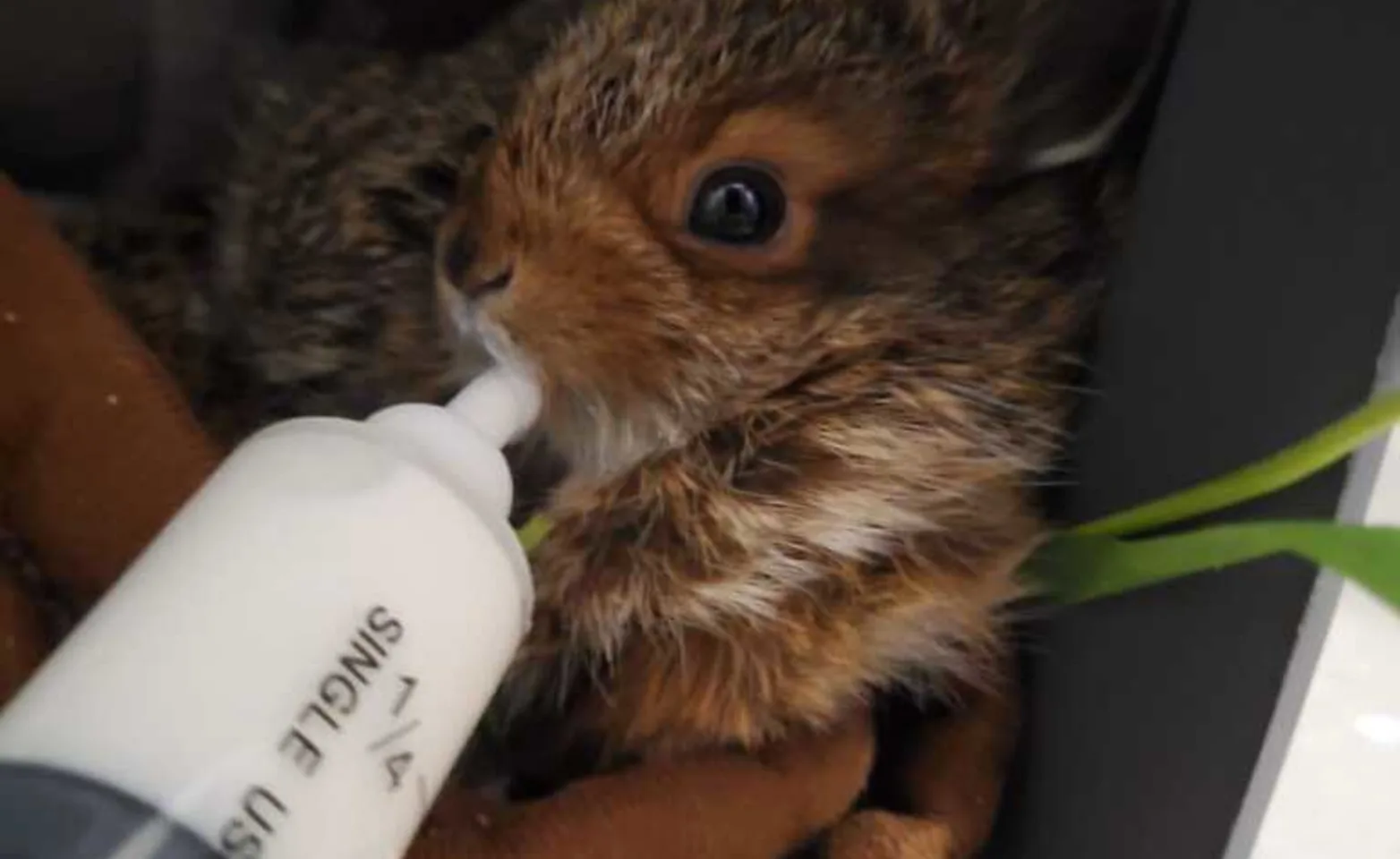 A squirrel being bottle fed A squirrel being bottle fed
