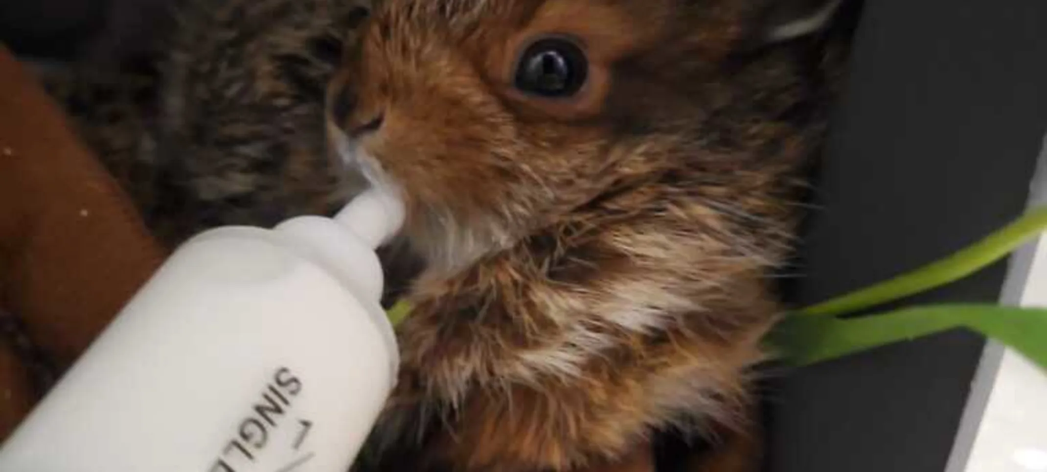 A squirrel being bottle fed A squirrel being bottle fed