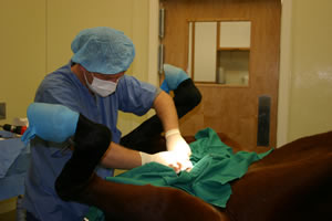 The surgical suite is complete with a carbon dioxide laser, and is outfitted for almost any type of elective surgery such as; castrations, tumor removals, orthopedic procedures, arthroscopy, and soft tissue procedures.