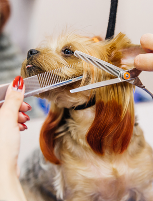 Close Up of Brown Dog Getting Fur Cut