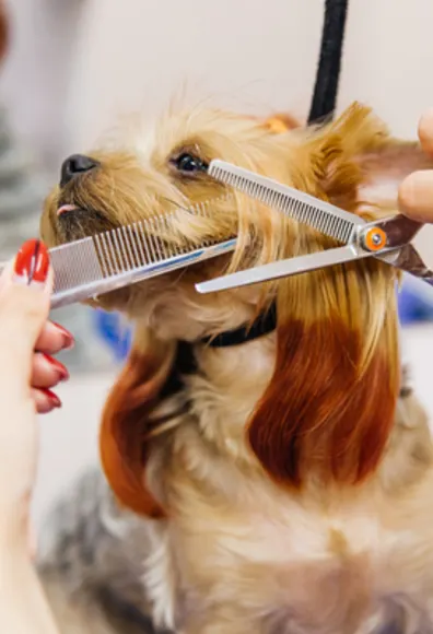 Close Up of Brown Dog Getting Fur Cut Close Up of Brown Dog Getting Fur Cut
