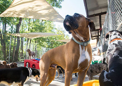 The Pet Spot Doggie Day Care