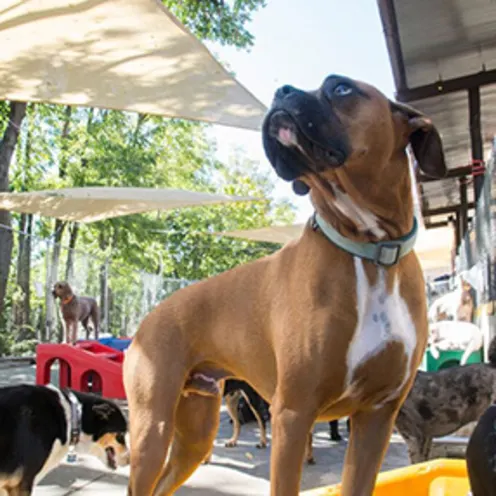 The Pet Spot Doggie Day Care The Pet Spot Doggie Day Care