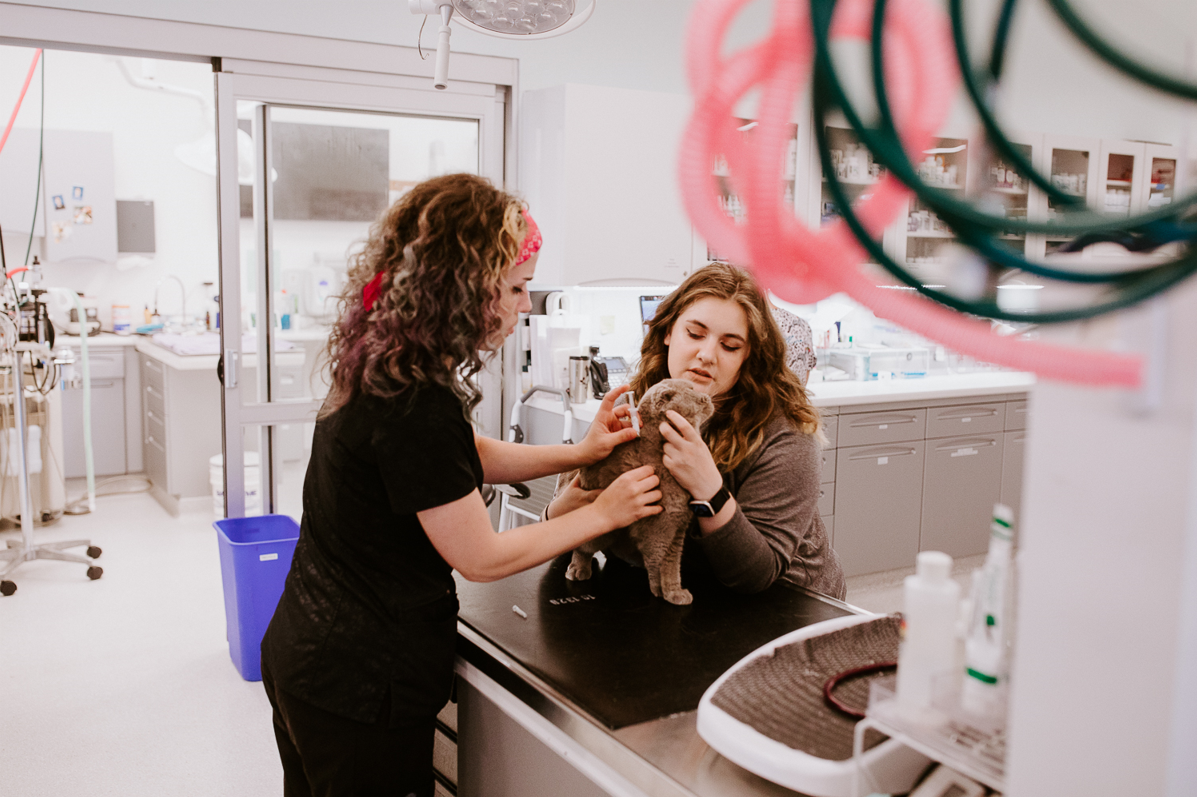 Frontier Village Veterinary Clinic staff members helping a cat on an exam table