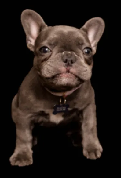 A photo of a French Bulldog puppy A photo of a French Bulldog puppy