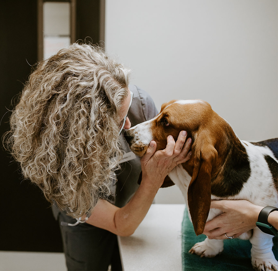 An employee examining a basset hound