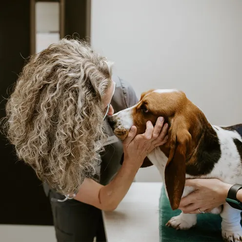 An employee examining a basset hound