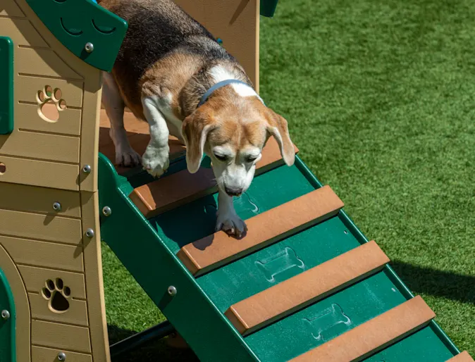 Dog playing Dog playing