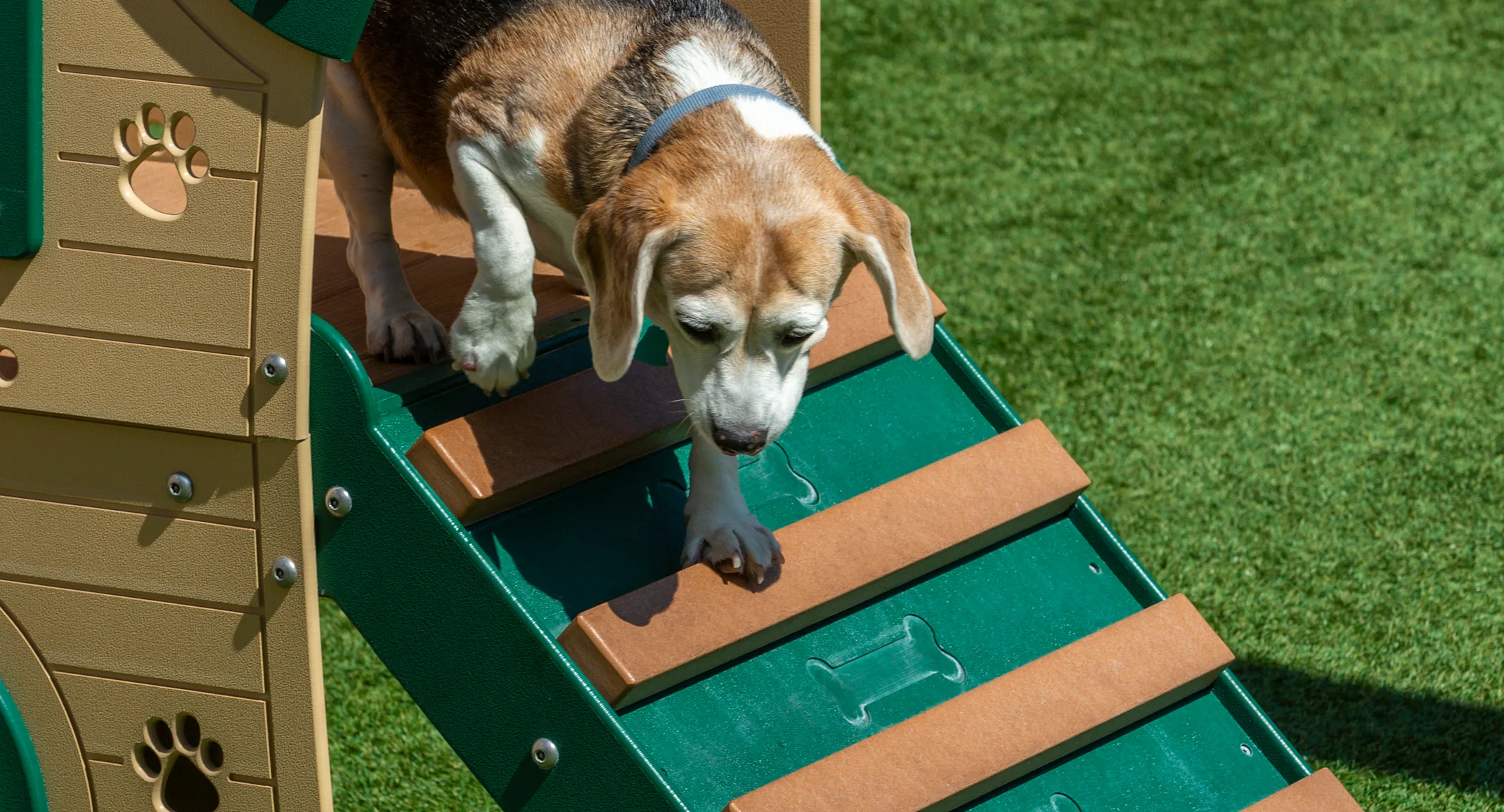 Dog playing