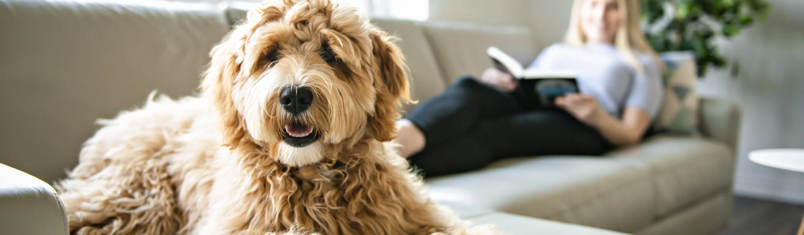 Dog sitting on couch beside woman Dog sitting on couch beside woman