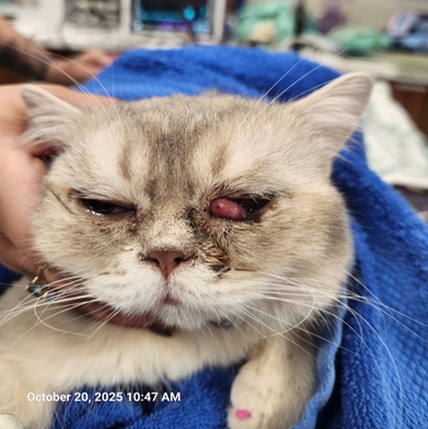 White cat with infected eyes.
