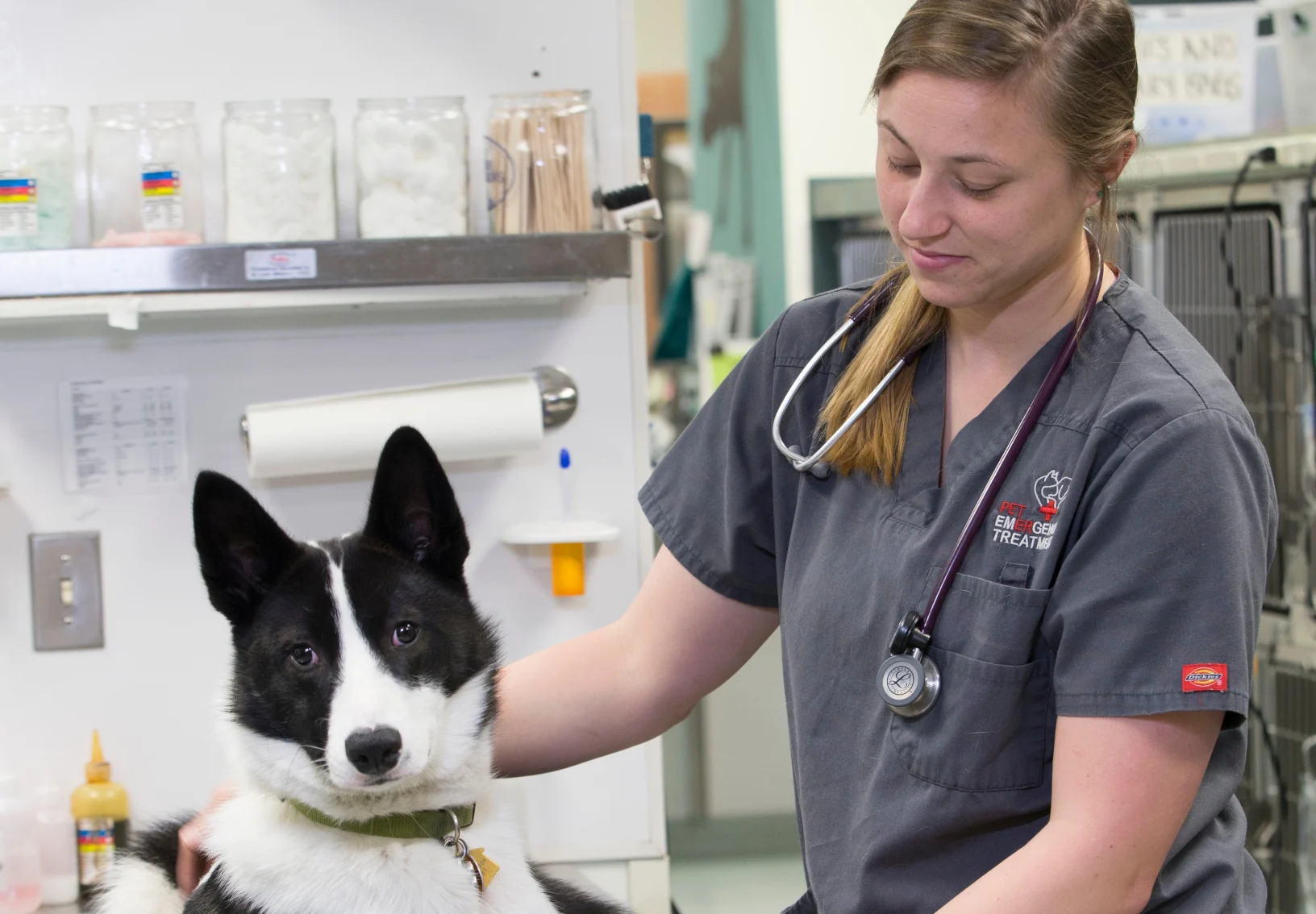 vet tech with black and white dog
