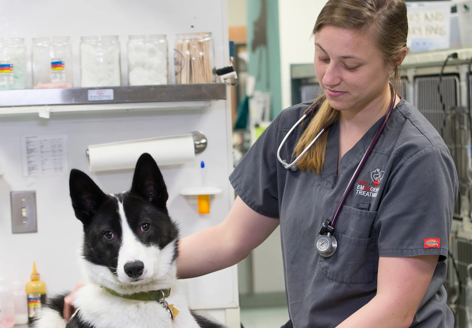 vet tech with black and white dog vet tech with black and white dog