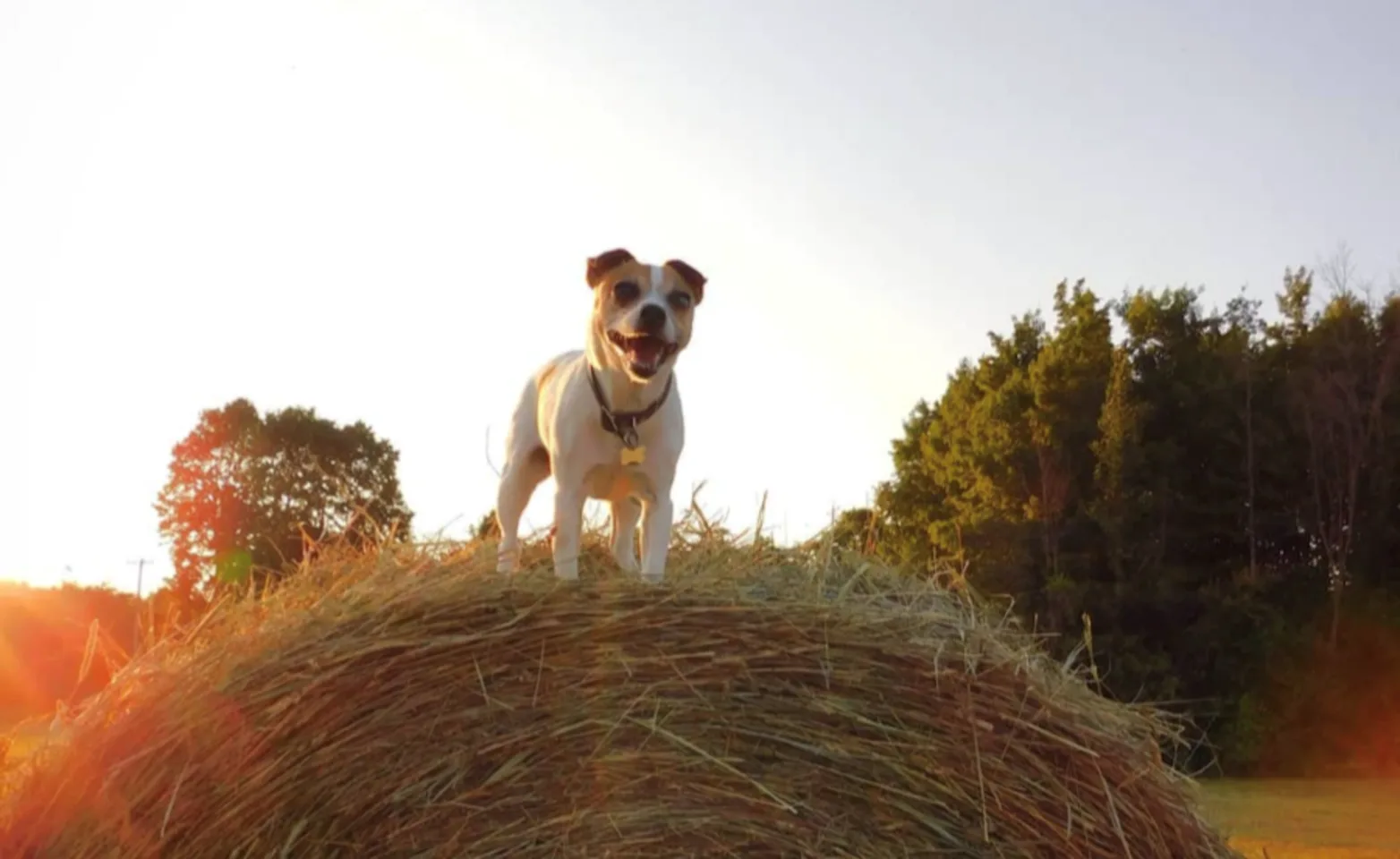 Dog standing on hay bale Dog standing on hay bale