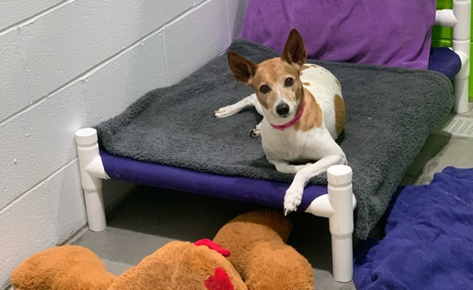 Dog laying in bed