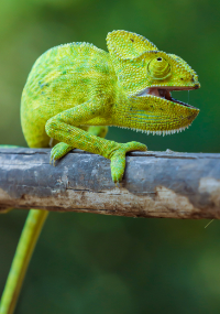Chameleon on a tree branch