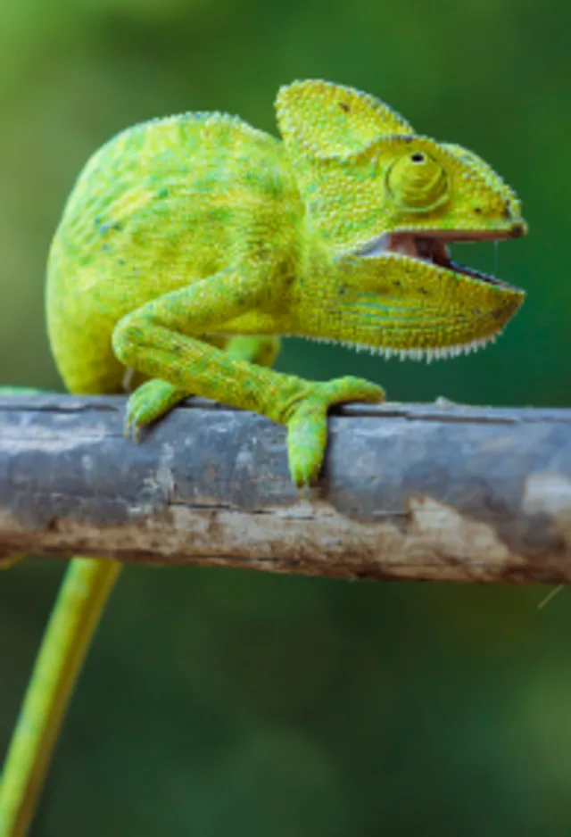 Chameleon on a tree branch Chameleon on a tree branch