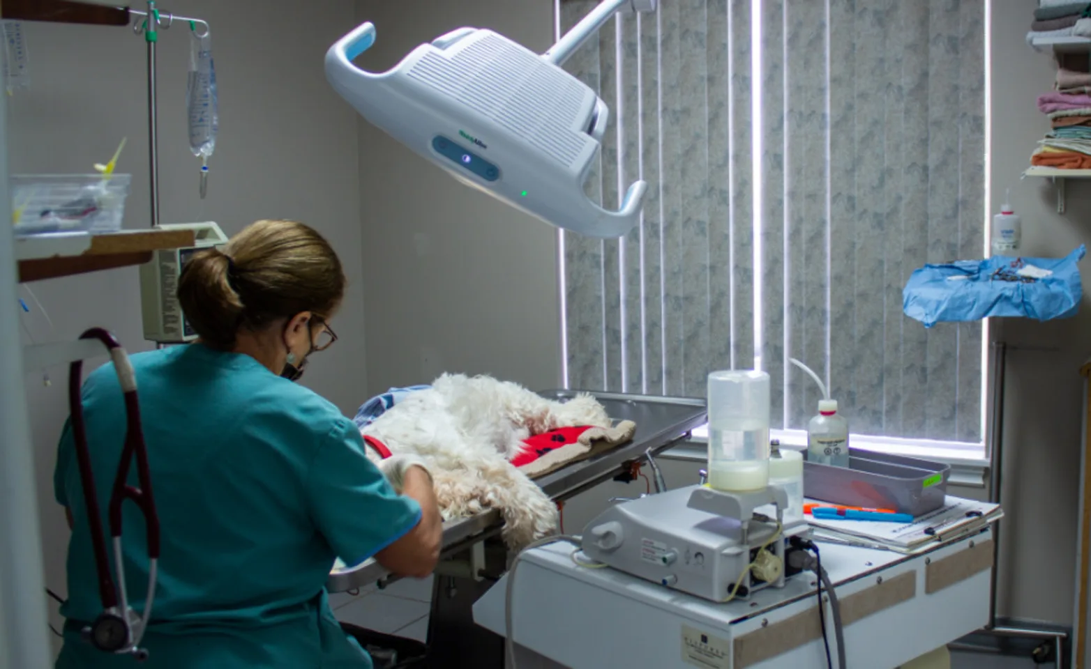 Dr. Brondt performing dental services on a white dog