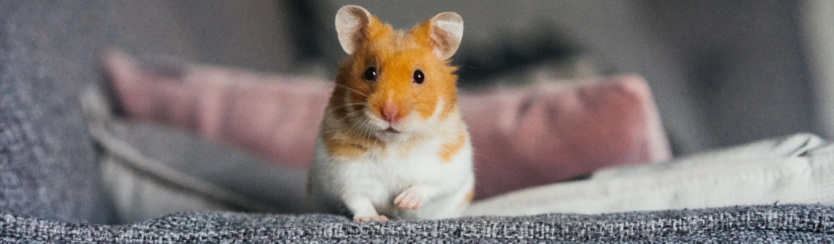 Hamster on a sofa Hamster on a sofa