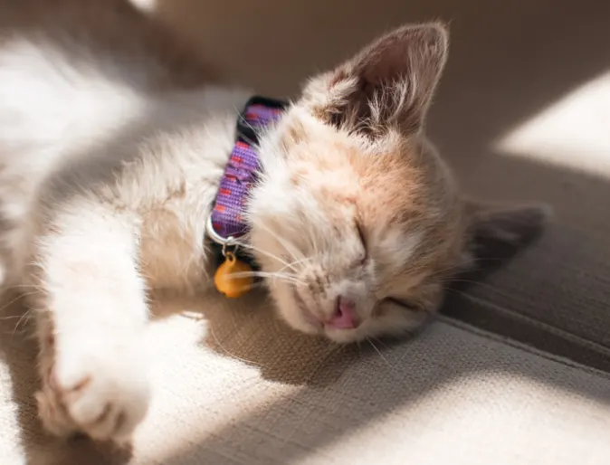 Cat Sleeping on a Couch in the Sunlight