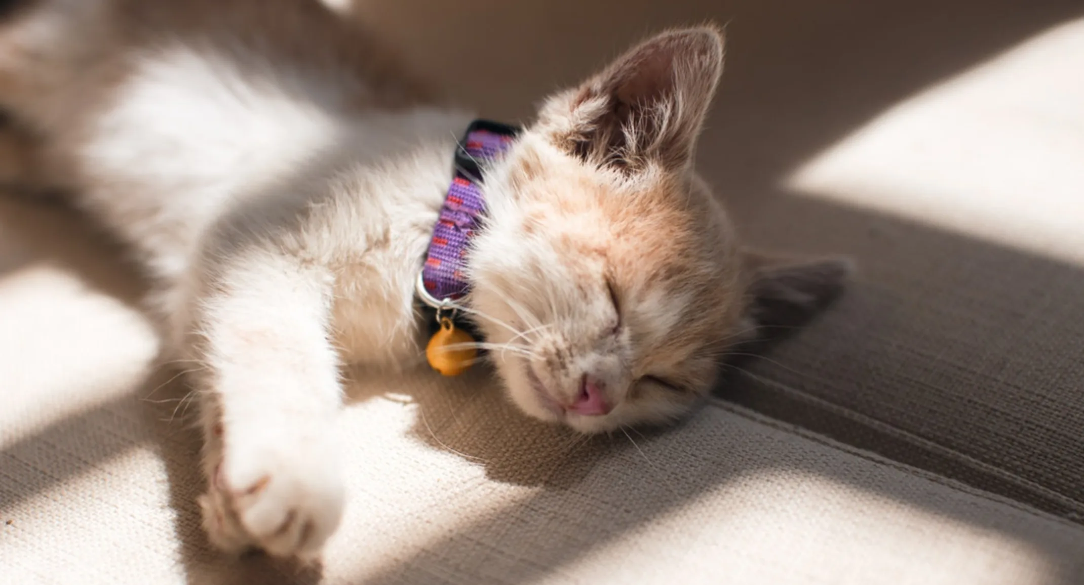 Cat Sleeping on a Couch in the Sunlight