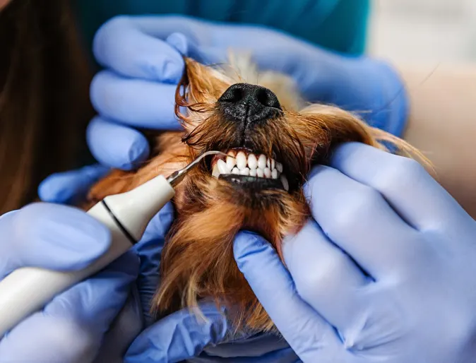 Dog having plaque scraped off of its canines by veterinarians