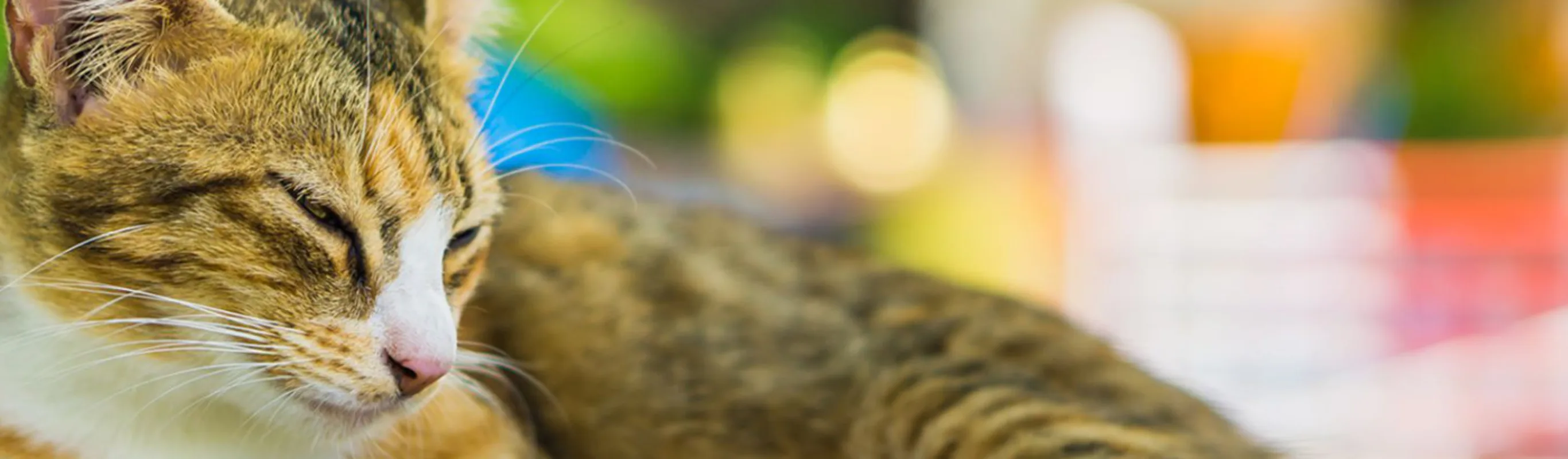 Sleepy Brown Cat Lying Down with Blurry Colorful BG