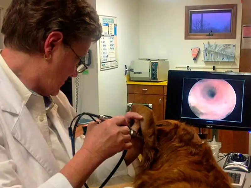  Vet using otoscope in dog's ear