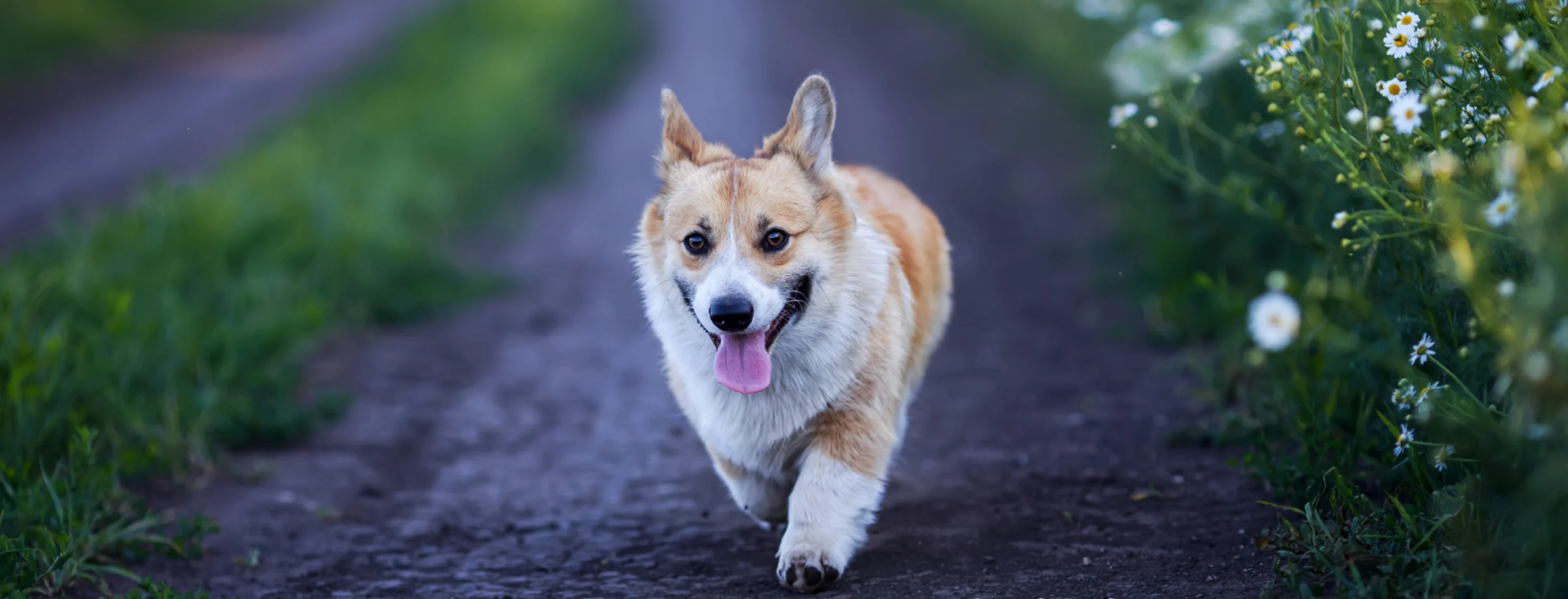 Corgi walking along a rural path with tall grass.