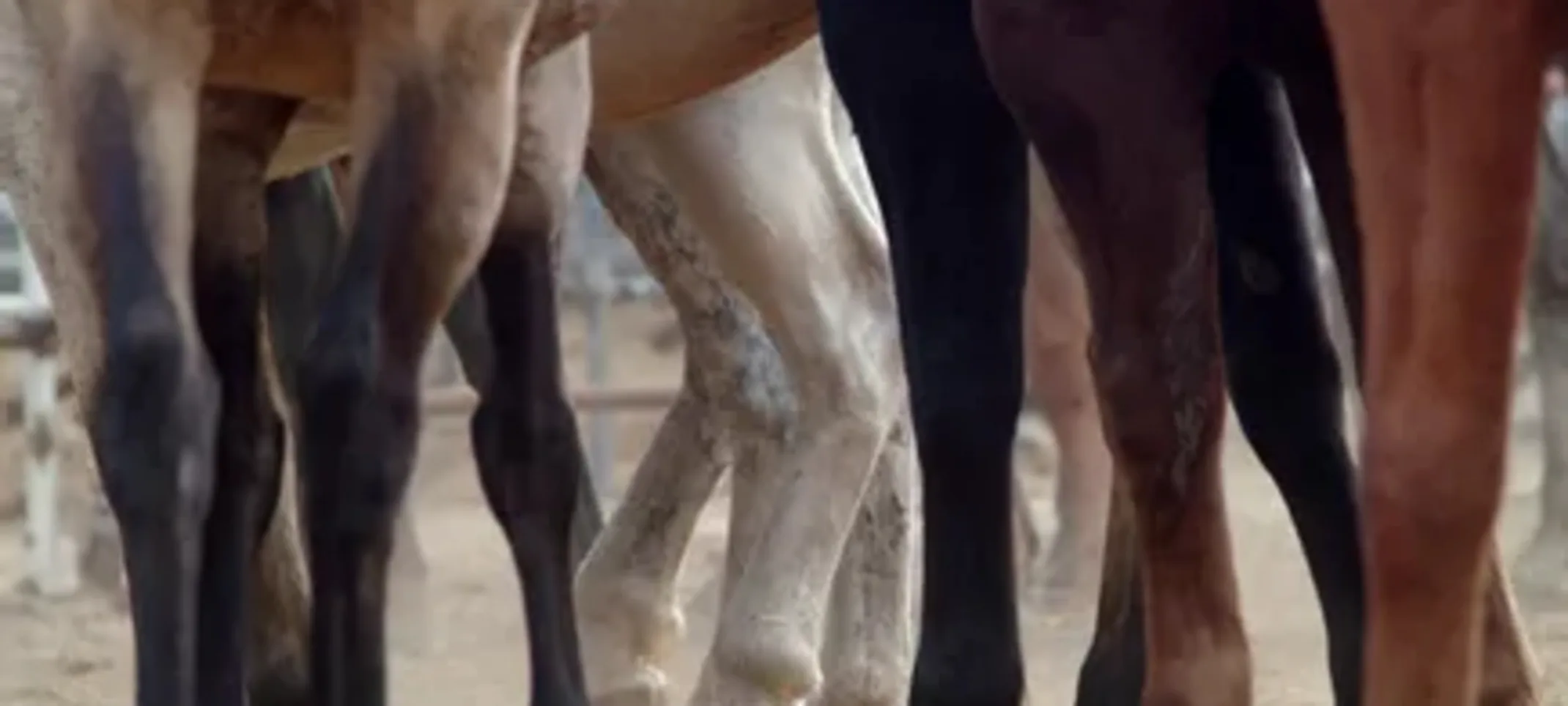 horse legs. horse legs.