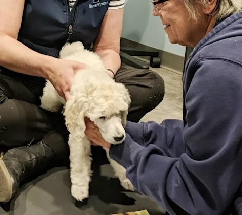 Veterinarian performing chiropractic care on a dog Veterinarian performing chiropractic care on a dog