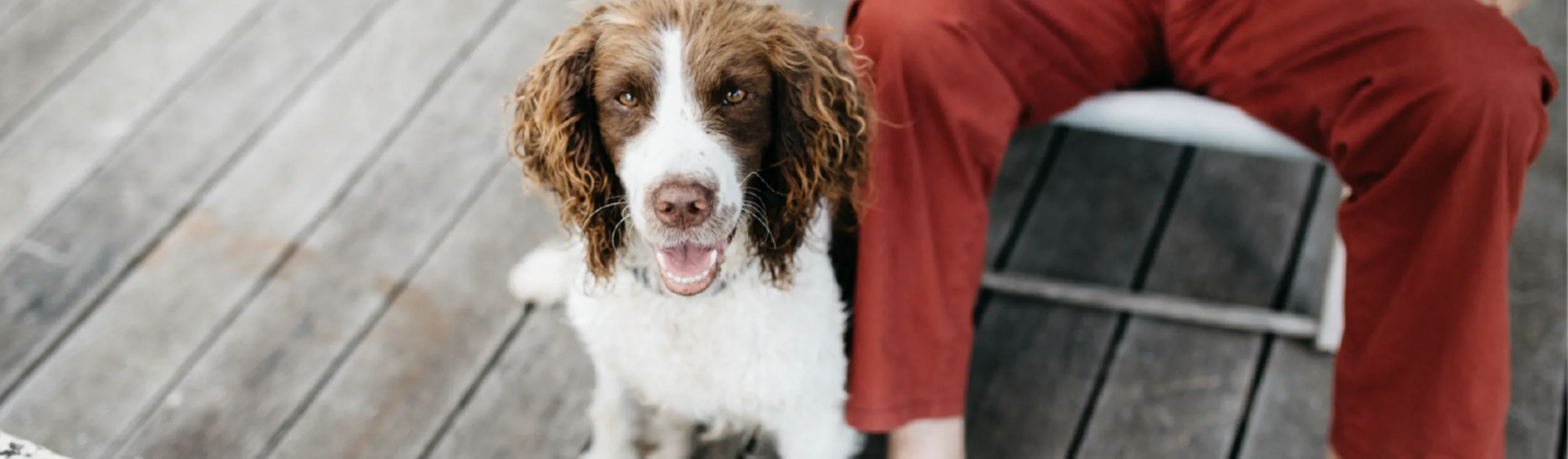 Dog sitting next to a man in a chair Dog sitting next to a man in a chair