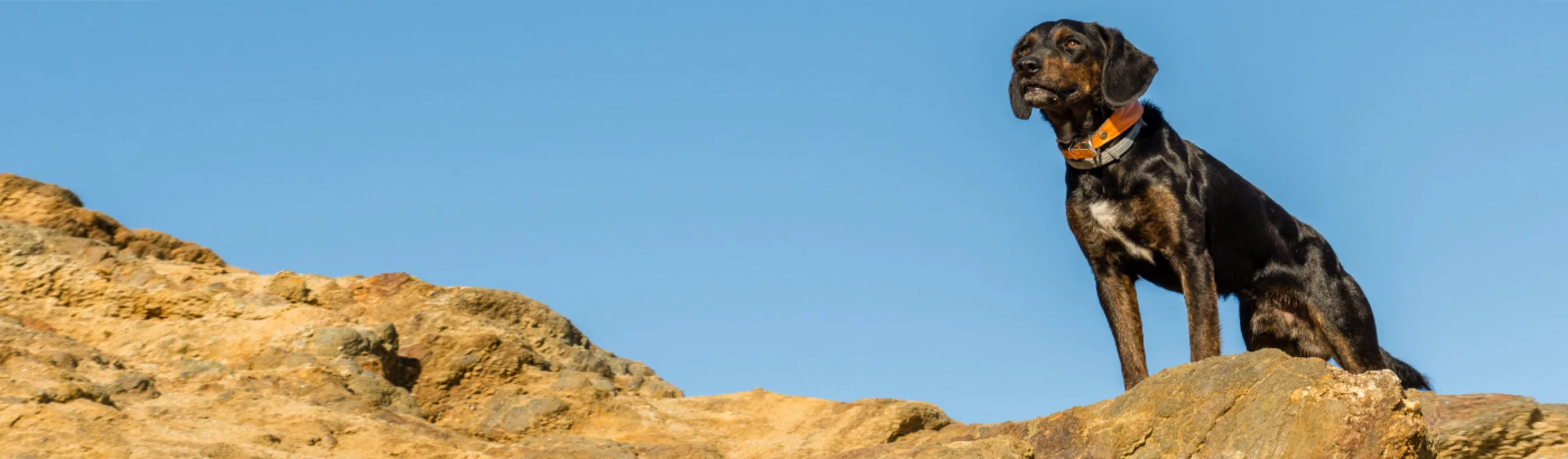 Black Dog Standing on Rocks in the Desert