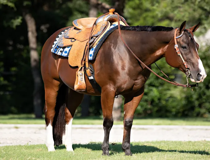 Dark Brown Horse with Orange Saddle Standing Dark Brown Horse with Orange Saddle Standing