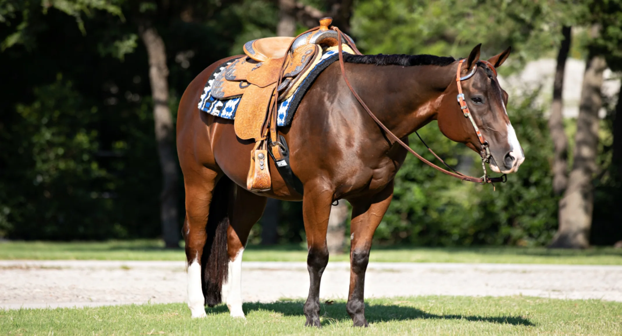 Dark Brown Horse with Orange Saddle Standing Dark Brown Horse with Orange Saddle Standing