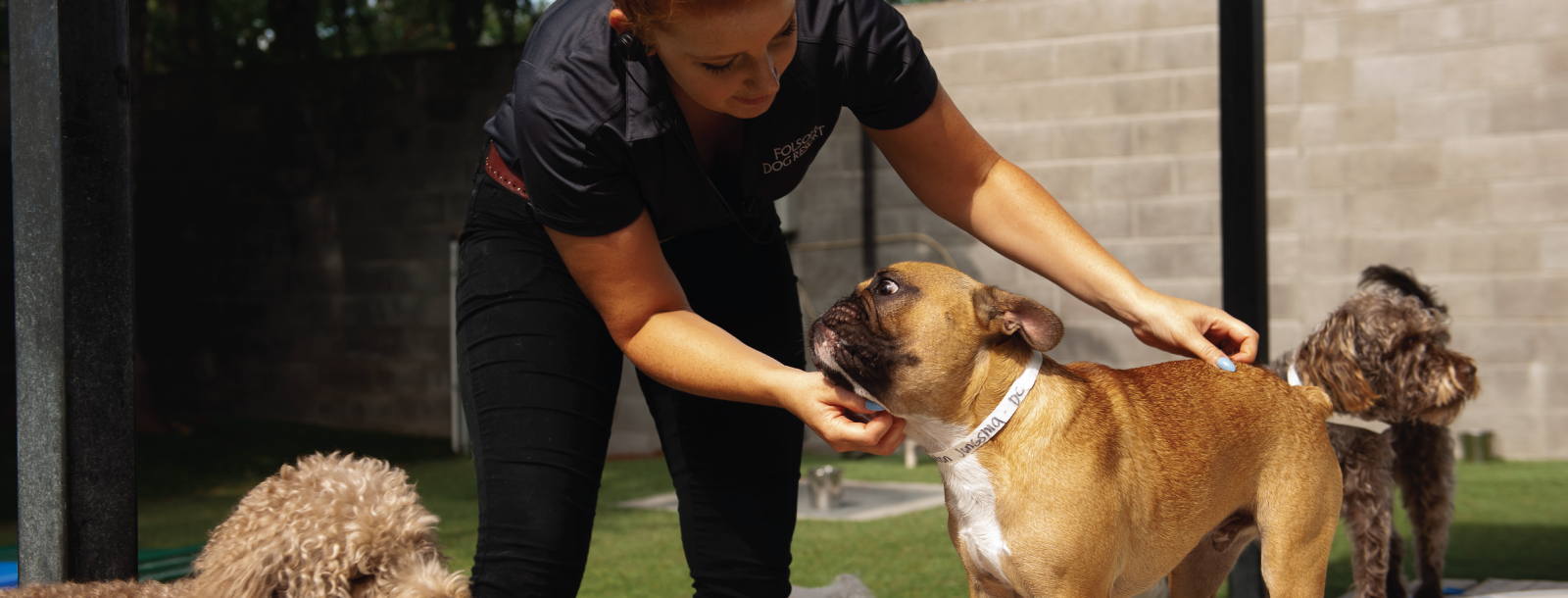 Dog Boarding & Daycare in Folsom CA Folsom Dog Resort & Training Center