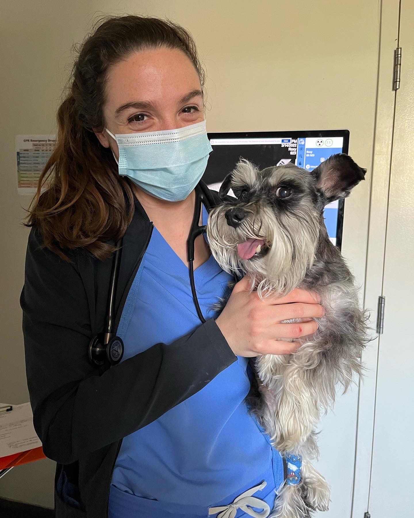 Woman in scrubs holding grey dog.