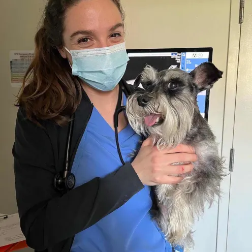 Woman in scrubs holding grey dog.