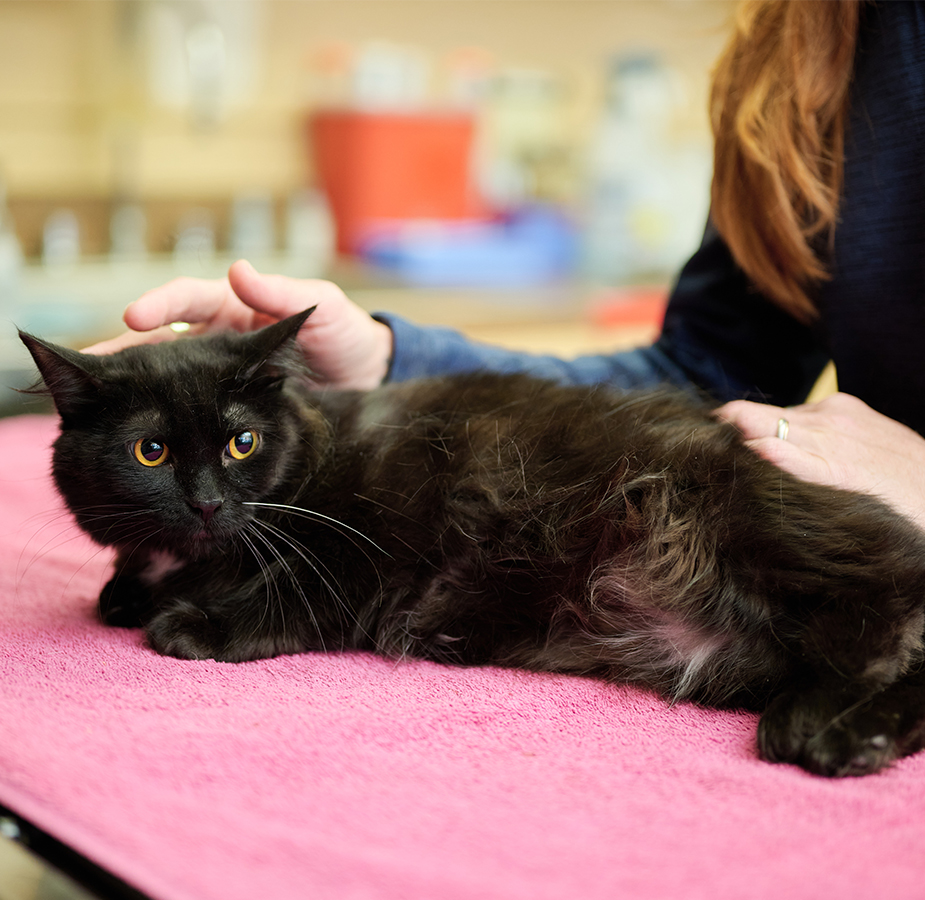 A black cat being examined 