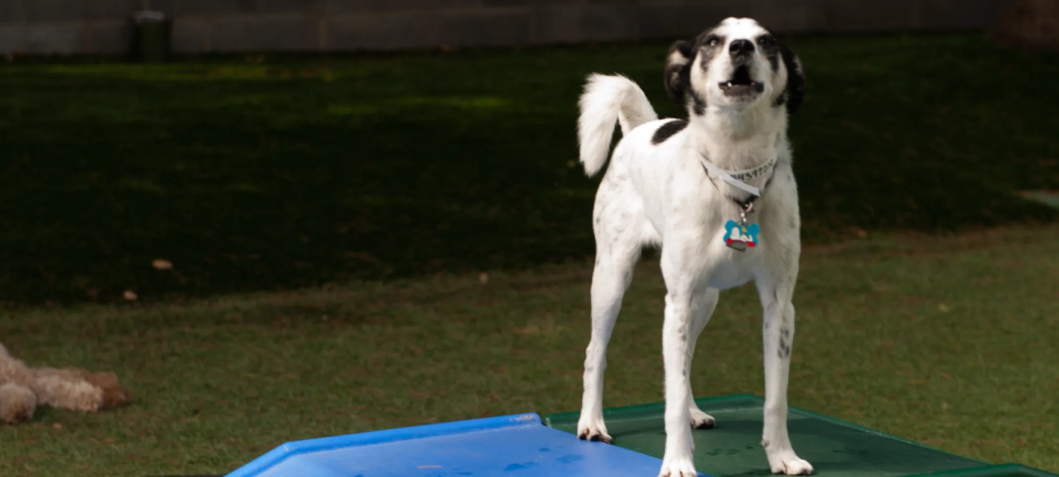 Dog howling Dog howling