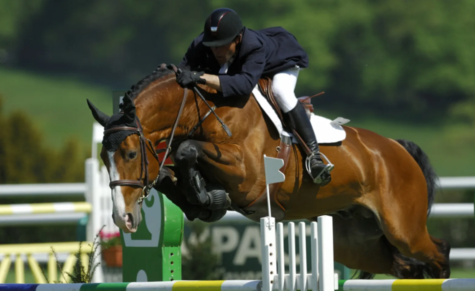 Rider with Horse Jumping During a Show