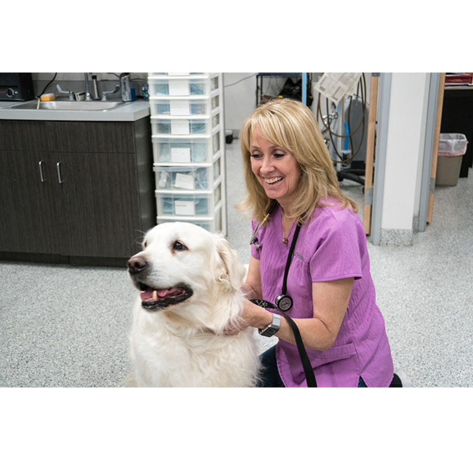 Staff Petting White Dog