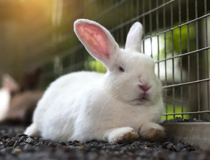 Rabbit sitting in a cage