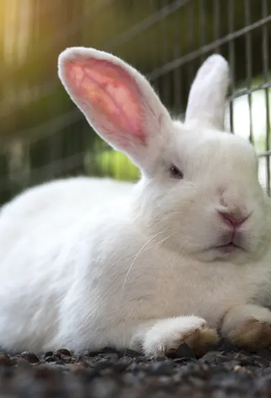 Rabbit sitting in a cage Rabbit sitting in a cage