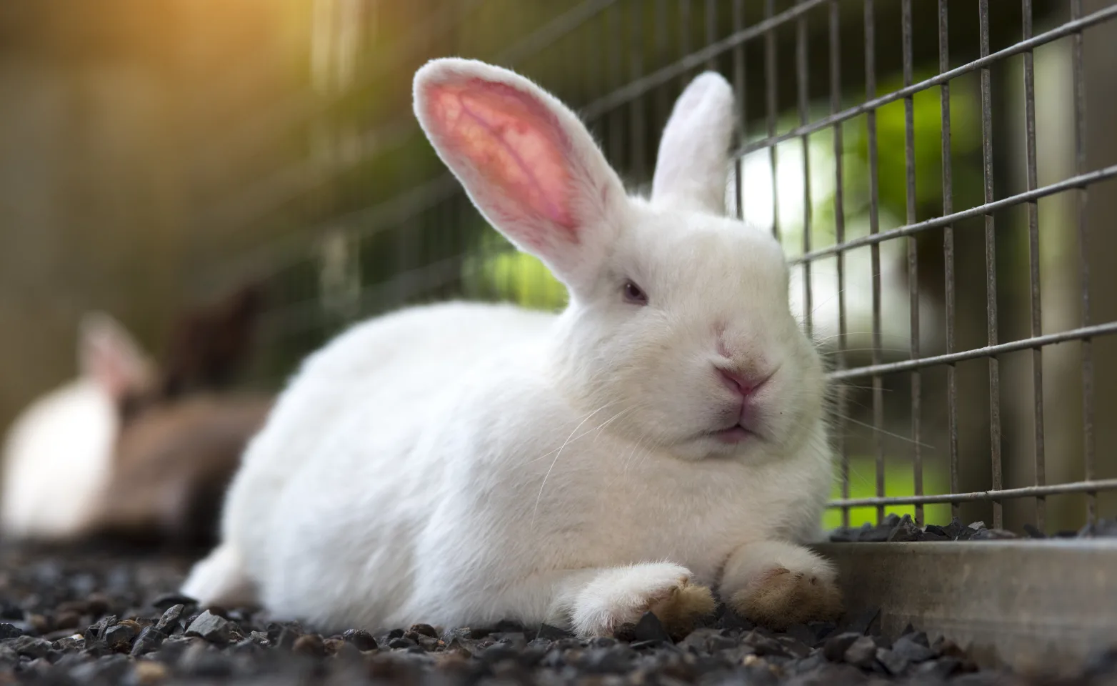 Rabbit sitting in a cage