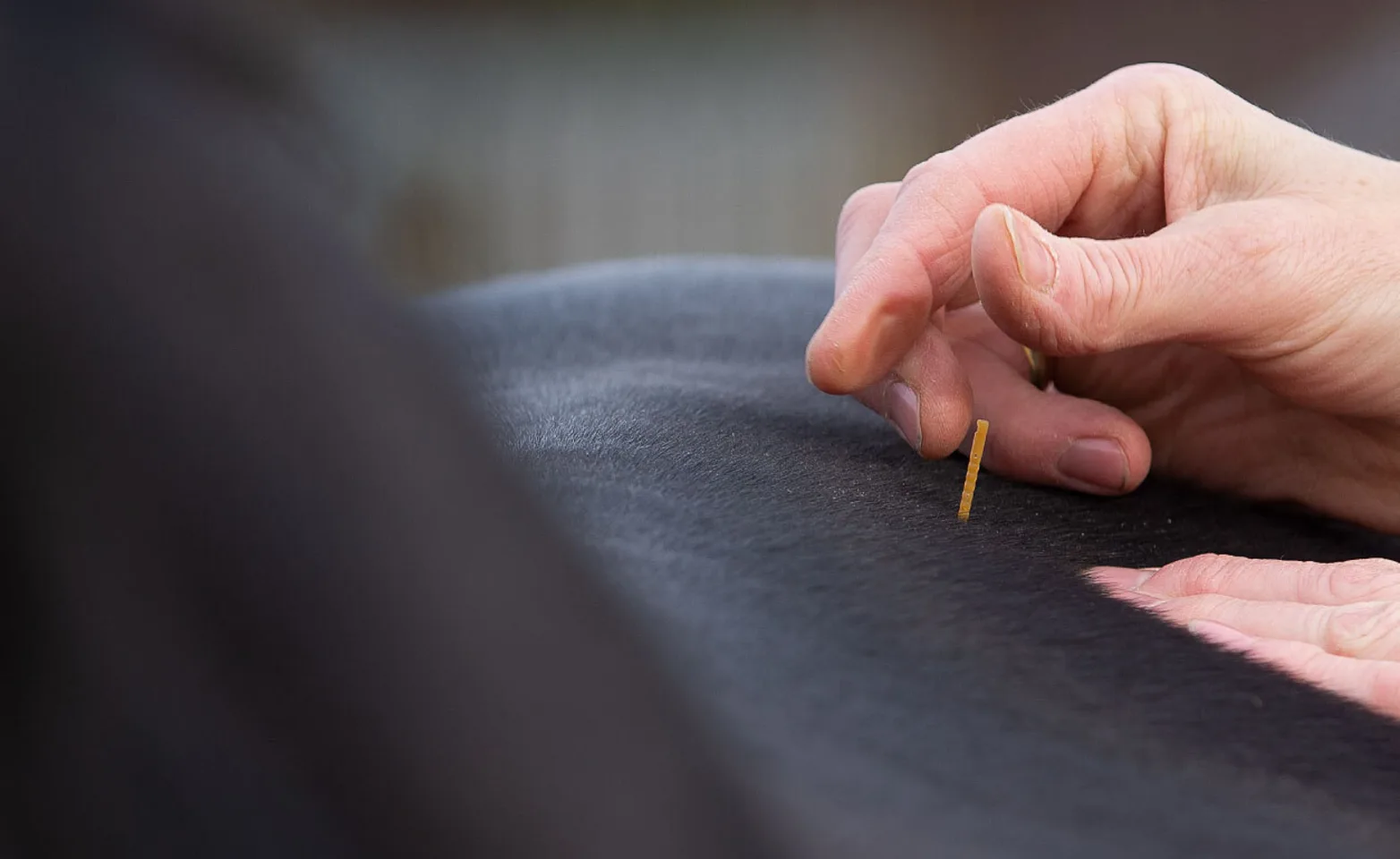 Horse receiving acupuncture