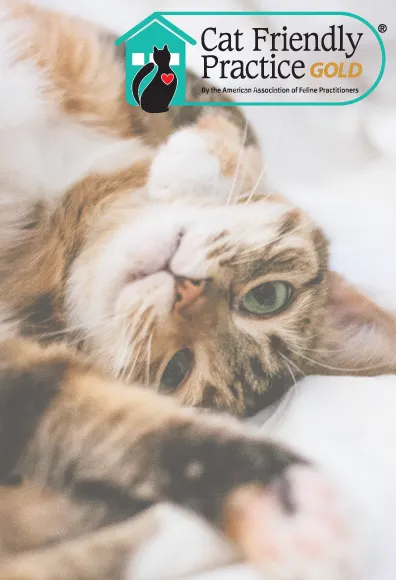 Cat Friendly Practice Cat Friendly Practice