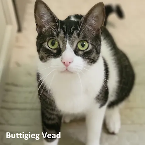 Buttigieg Vead Buttigieg Vead